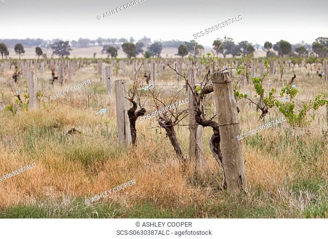 An abandoned vinyard near Yarrawonga , Australia Victoria and New South Wales have been impacted by the worst drought in living memory The crops will not grow...