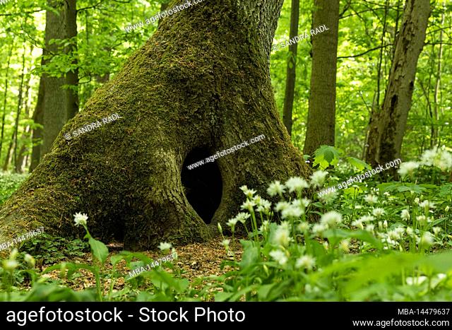 Tree cave, tree trunk covered with moss, Hainich National Park, UNESCO World Natural Heritage Site Ancient Beech Forests, Germany, Thuringia
