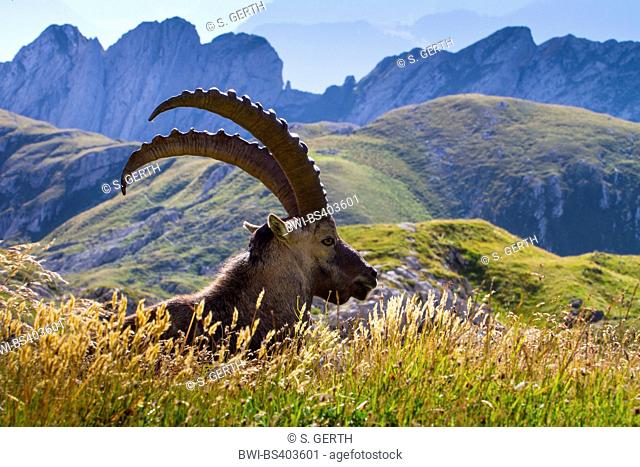 Alpine ibex (Capra ibex, Capra ibex ibex), sunning in an alpine meadow, Switzerland, Alpstein, Saentis