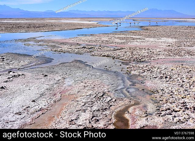 Laguna Chaxa is a brackish lagoon in Atacama Desert. Reserva Nacional Los Flamencos, San Pedro de Atacama, El Loa, Antofagasta, Chile