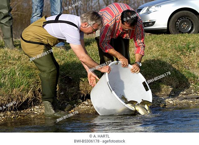brown trout, river trout, brook trout (Salmo trutta fario), releasing fish into a river, Germany, Bavaria