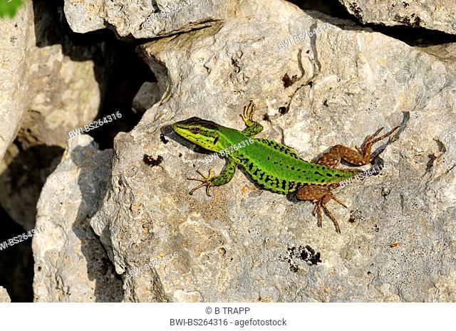 Sicilian wall lizard Podarcis wagleriana, Podarcis waglerianus, individual with regenerating tail, Italy, Sicilia