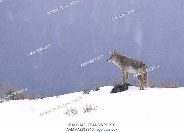 Coyote (Canis latrans), alert in winter snow Wyoming