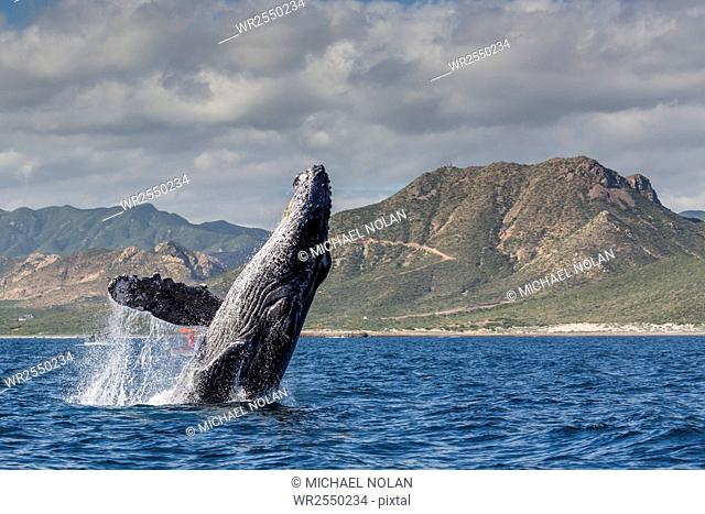 Adult humpback whale (Megaptera novaeangliae), breaching in the shallow waters of Cabo Pulmo, Baja California Sur, Mexico, North America