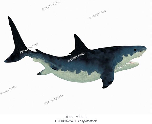Megalodon shark was very much like our Great White shark but a much larger size with razor sharp teeth