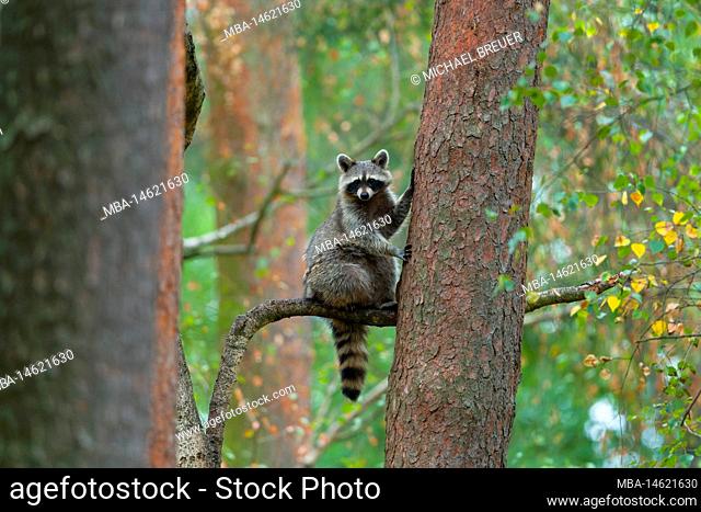 Raccoon (Procyon lotor) on a tree, summer, Hesse, Germany, Germany