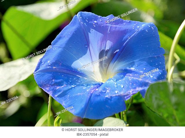 Sky Blue Morning Glory (Ipomoea tricolor Heavenly Blue)