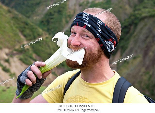 Peru, Cuzco Province, Cordillera Vilcabamba, the Salkantay trek, hikers with an Angels' trumpet Brugmansia flower with hallucinogenic effect