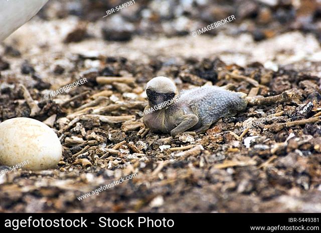 Nazca Booby (Sula granti), chick and egg in nest, Genovesa Island, Galapagos Islands, Ecuador, South America