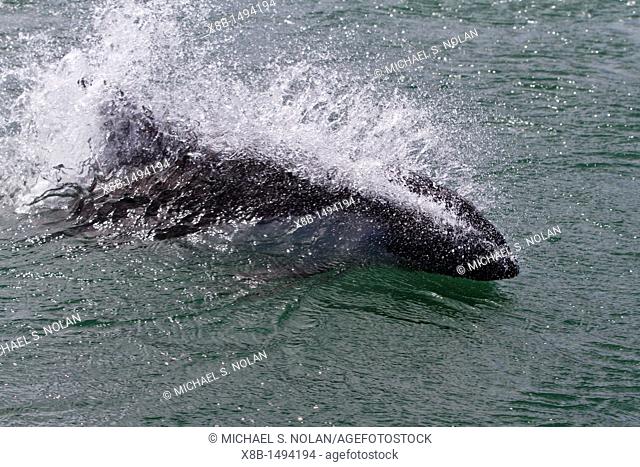 Adult Peale's Dolphin Lagenorhynchus australis bow-riding Zodiacs on New Island in the Falkland Islands, South Atlantic Ocean  MORE INFO The Peale's Dolphin is...