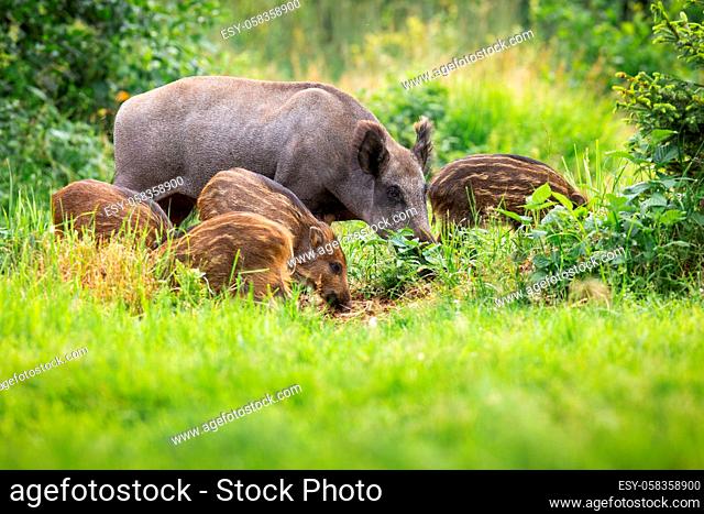Wild boar, sus scrofa, family grazing on grassland in summer sunshine. Young pigs with adult swine sniffing on ground on sunny field in wilderness