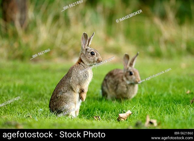European rabbit (Oryctolagus cuniculus) two adults, alert on grass, Warwickshire, England, United Kingdom, Europe