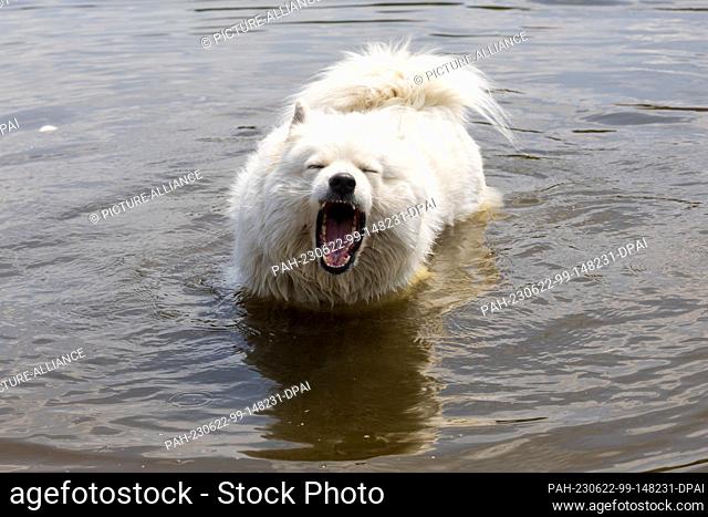 22 June 2023, Saxony, Pirna: A dog cools off in the water of the Elbe and barks. With the high temperatures around 30 degrees