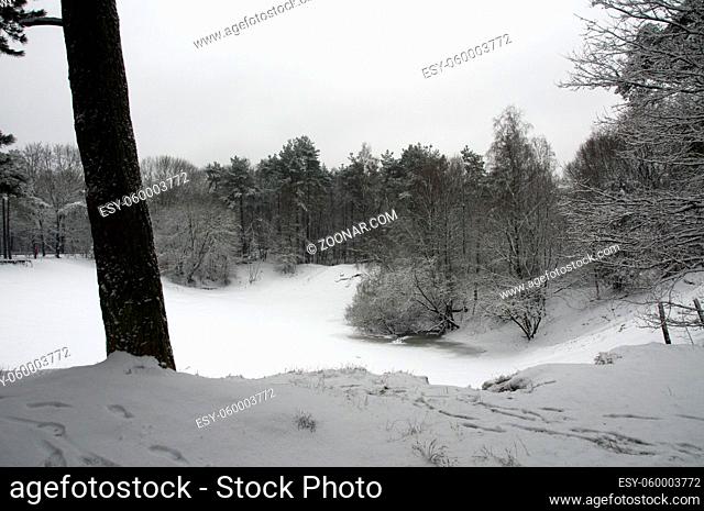 sneeuw in de winter 2009 Hattem veluwe bos