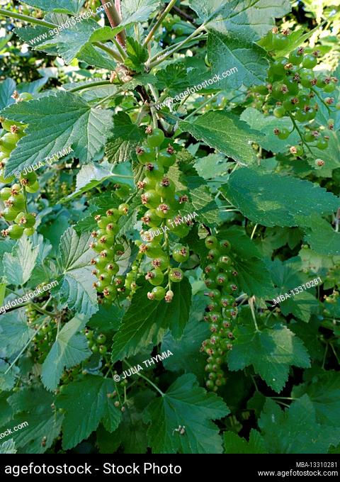 The red currant (Ribes rubrum) with green fruits