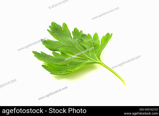 Parsley leaf isolated on white background. Fresh herbs to add to food for a rich flavor