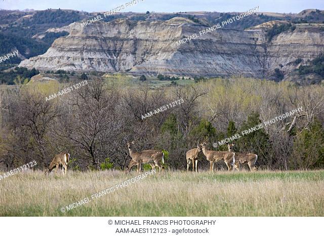 White-tailed Deer (Odocoileus virginianus), female group in badlands habitat during spring North Unit, Theodore Roosevelt National Park, North Dakota