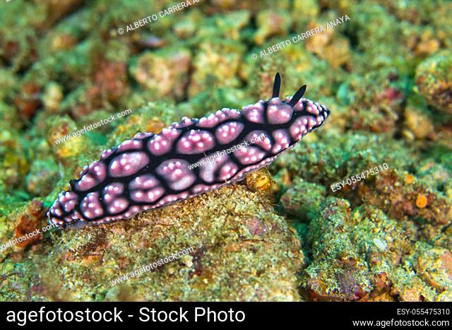 Sea Slug, Dorid Nudibranch, Pimpled Phyllidiella, Phyllidiella pustulosa, Lembeh, North Sulawesi, Indonesia, Asia