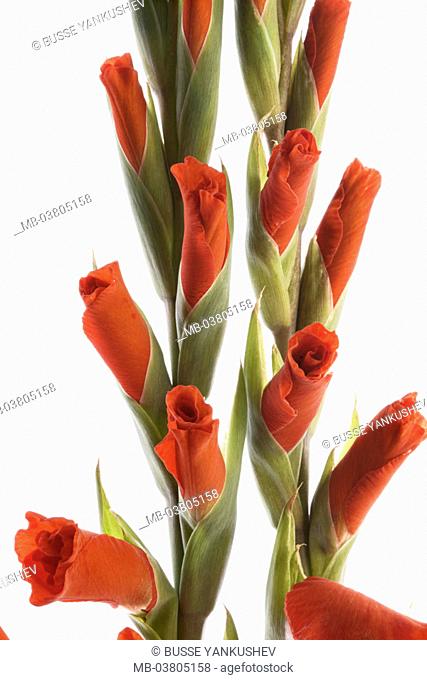 Gladioluses, detail, blooms, red,   Plants, flowers, ornamental plants, ornament flowers, garden flowers, garden ornament flowers, iris plant, Gladiolus