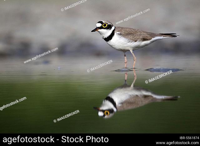 Little ringed plover (Charadrius dubius) adult, standing in water, Bulgaria, Europe