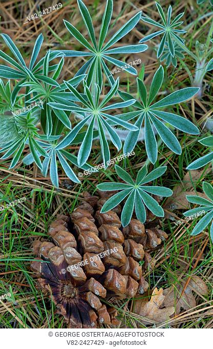Lupine leaves with pine cone, Catherine Creek Day Use Area, Columbia River Gorge National Scenic Area, Washington