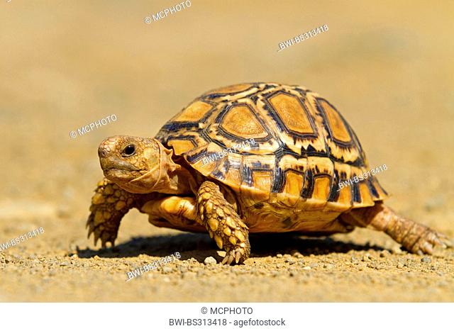 leopard tortoise (Geochelone pardalis, Stigmochelys pardalis), walking, South Africa, Hluhluwe-Umfolozi National Park, Mpila Camp