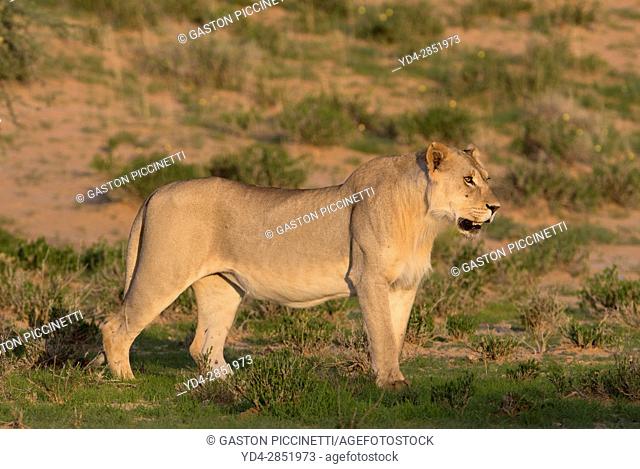African lion (Panthera leo) - Young male, crossing the gravel road, Kgalagadi Transfrontier Park, Kalahari desert, South Africa/Botswana