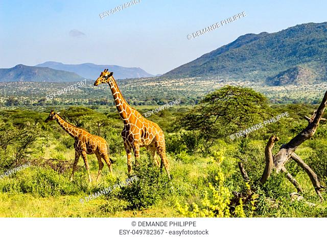 A giraffe and her cub in the savannah of Samburu Park in central Kenya