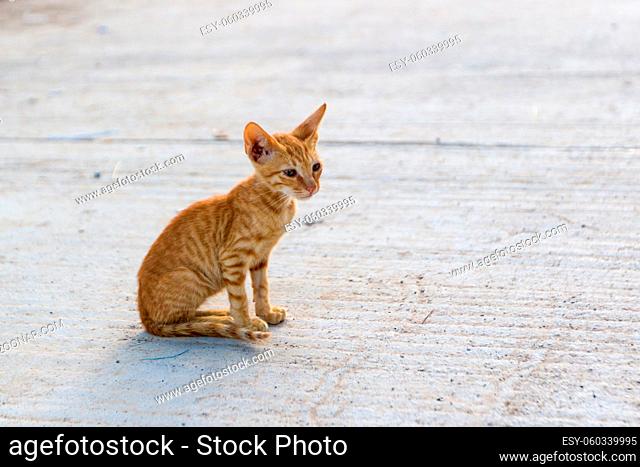 Tiny skiny hungry stray red kitten outdoors