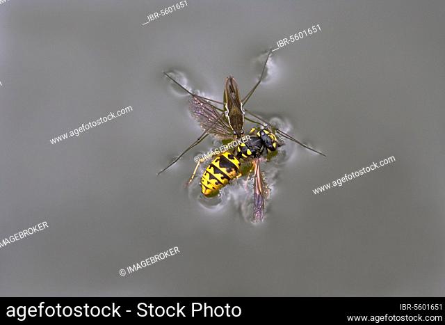 Common pond skater (Gerris lacustris), adult, feeding on a common wasp (Vespula vulgaris) drowned on the surface of a garden pond, Bentley, Suffolk, England