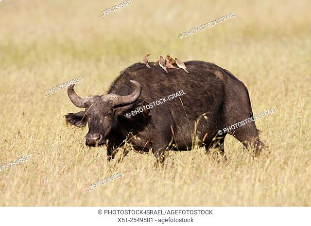 An African Buffalo or Cape Buffalo (Syncerus caffer) with Yellow-billed Oxpecker (Buphagus africanus) birds on its back