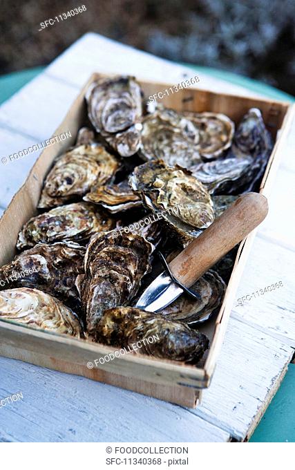 Fresh marennes oyster in a crate (France)