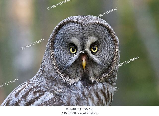 Close-up of an adult Great Grey Owl (Strix nebulosa) during Finish summer