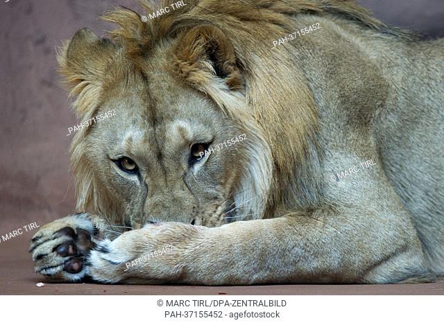 Lion Joco lies in his enclosure at Zoopark in Erfurt, Germany, 14 February 2013. He was born with squinting eyes last year at the Hanover Zoo