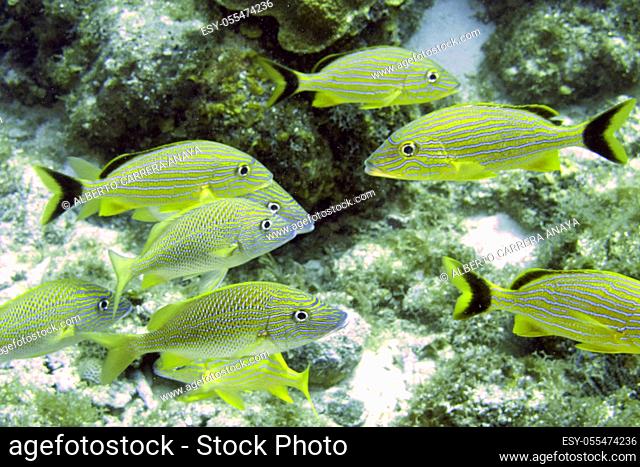 Reef Fish, Coral Reef, Caribbean Sea, Isla de la Juventud, Cuba, América