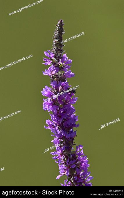 Purple loosestrife (Lythrum salicaria), Hesse, Germany, Europe
