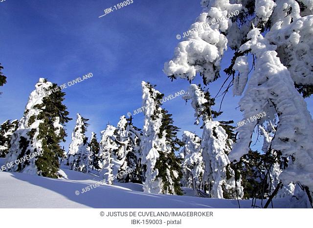 Landscape with snow-covered conifers in the German national park Hochharz in winter at the top of the Brocken mountain - Brocken, Harz, national park Hochharz