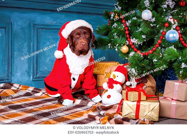 black labrador retriever wearing as Santa sitting with gifts on Christmas decorations background