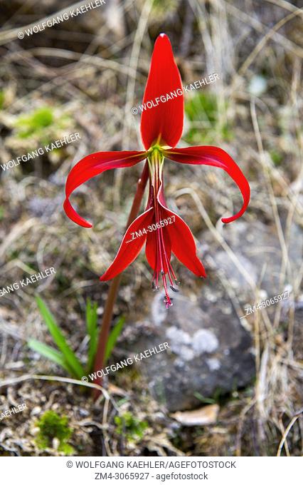 A red wildflower (lily) in the hills near the Mixtec village of San Juan Contreras near Oaxaca, Mexico