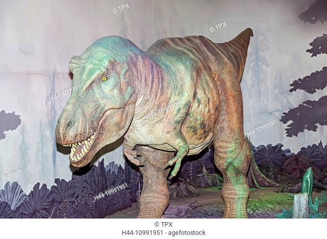 England, London, Natural History Museum, Exhibit of Mechanical T-Rex Dinosaur