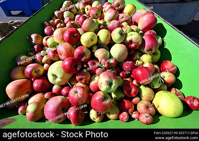 27 September 2023, Thuringia, Erfurt: Apples lie at a mobile cidery operated by GL ObstNatur UG, a subsidiary of the Green League of Thuringia