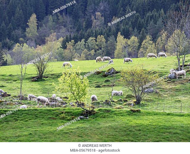 Sheep greasing on the meadows of Dalen, village at the Lustrafjord, an inner branch of the Sognefjord, Norway