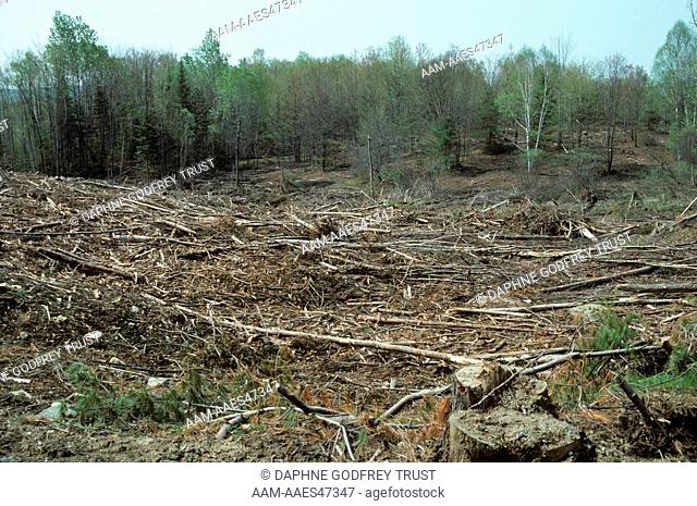 Deforestation, East Concord, Vermont
