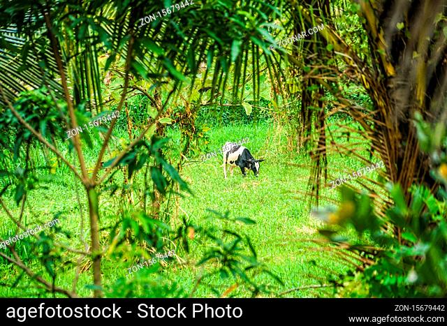 Cattle standing in Sri Lanka of grassland. Shooting Location: Sri Lanka