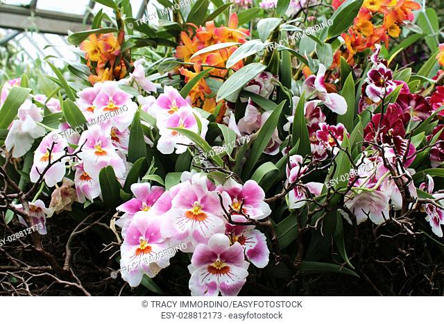 A grouping of pink, white, orange and yellow Miltoniopsis orchid flowers in full bloom surrounded by branches, orange Cattleya and red Miltoniopsis orchids in...