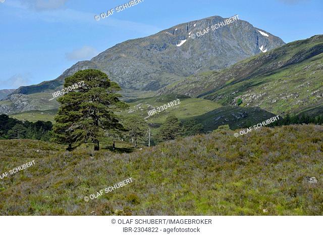 Caledonian pine (Pinus), Glen Affric, Cannich near Inverness, Scotland, United Kingdom, Europe