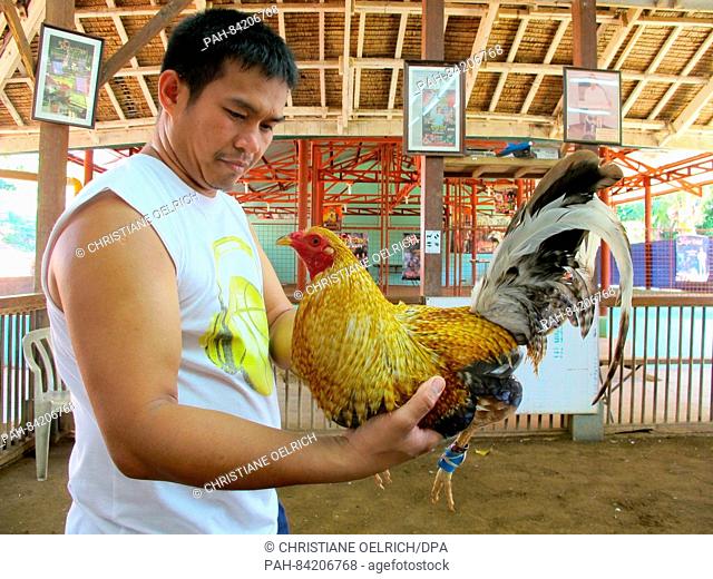 ARCHIVE - A cockfighting coach shows a cock on the Firebird breeding farm for fightingg cocks in Tanay, Phillipines, 26 April 2016