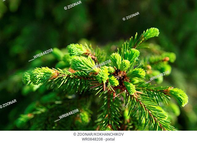 new green fir branch