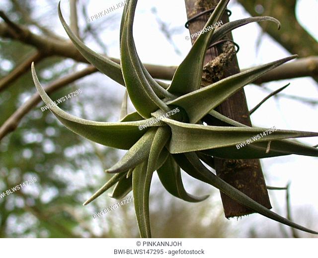 Tillandsia latifolia Tillandsia latifolia, inddor plant