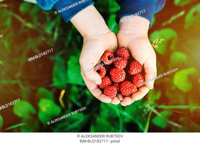 Close up of hands holding raspberries